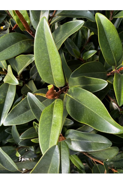 Магнолія великоквіткова Альта листя